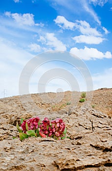 Holyland Series - Ramon Crater Makhtesh - desert blossom 3 photo